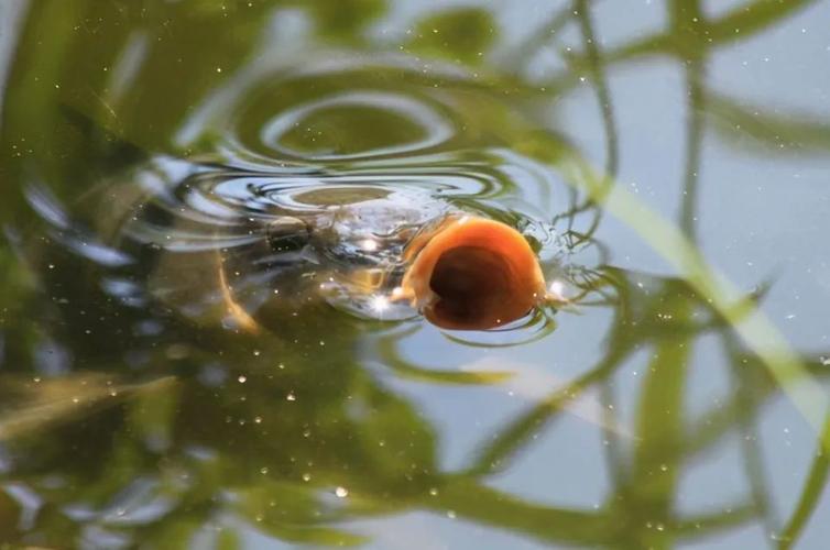 天津相聲釣魚錄音_天津傳統相聲釣魚_天津相聲釣魚