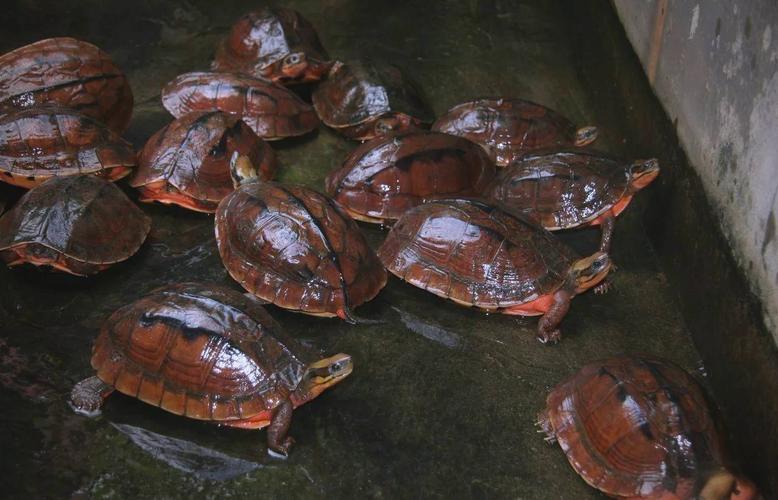 金錢龜食物種類_金錢龜好養嗎_金錢龜飼養方法