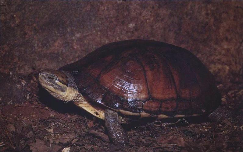 金錢龜食物種類_金錢龜飼養方法_金錢龜好養嗎