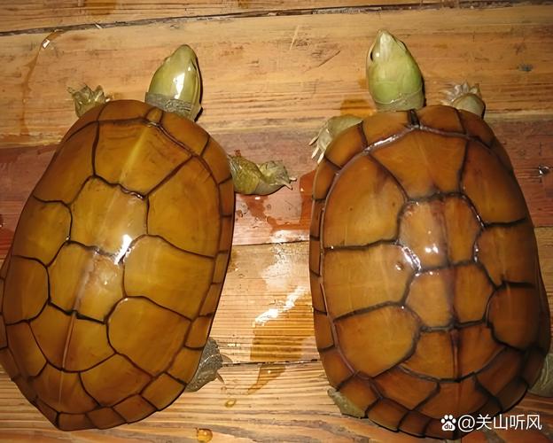 金錢龜好養嗎_金錢龜飼養方法_金錢龜食物種類