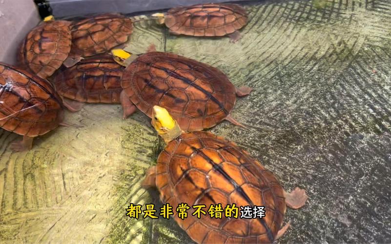 金錢龜水陸環境_金錢龜好養嗎_金錢龜陸地飼養