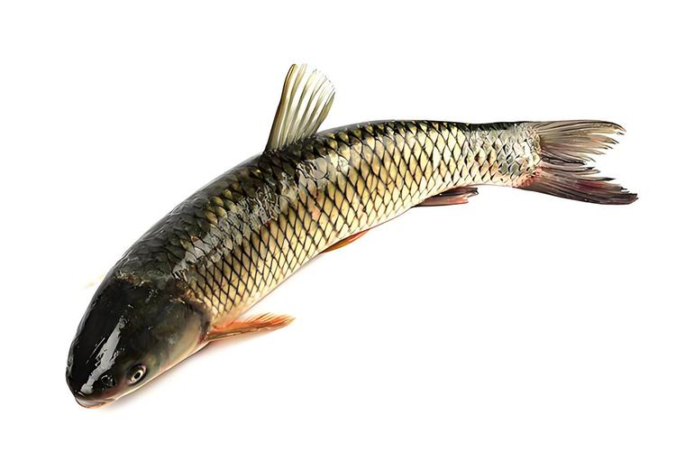 草魚圖片高清大圖_草魚圖片大全圖片高清養殖_草魚圖片
