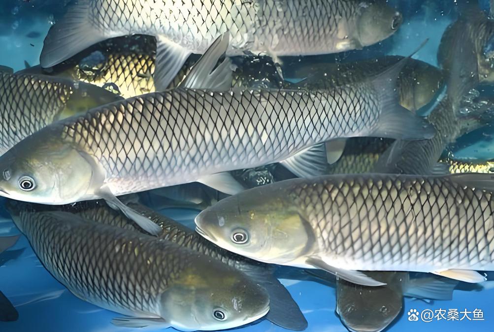 草魚圖片大全圖片高清養殖_草魚圖片高清大圖_草魚圖片