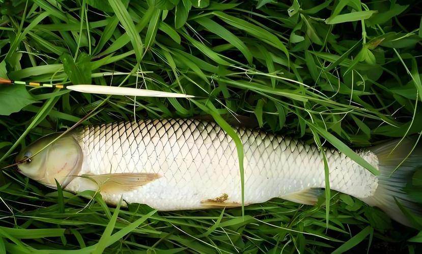 草魚圖片大全圖片高清養殖_草魚圖片高清大圖_草魚圖片