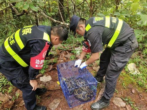 緬甸蟒闖入村民家 解救國家一級保護動物緬甸蟒 新聞報道_緬甸蟒被村民水煮