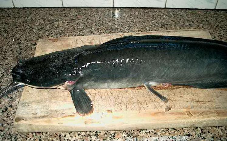 革胡子鯰魚_革胡子鲇食性與生長特點_革胡子鲇養殖技術