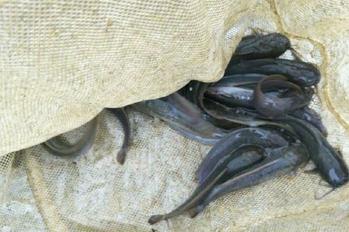 革胡子鯰黑體病防治_革胡子鯰魚_革胡子鯰黑體病癥狀