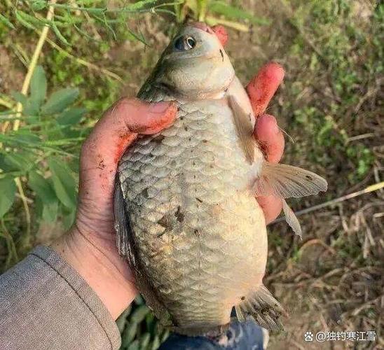 釣離底_釣魚釣低_野釣技巧