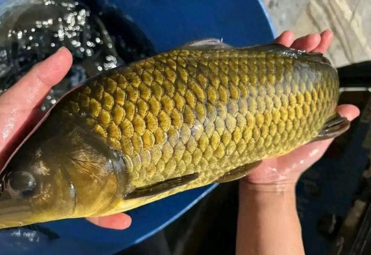 深水大魚主線長度技巧_2.0主線適合釣多大魚_魚竿主線配比法則