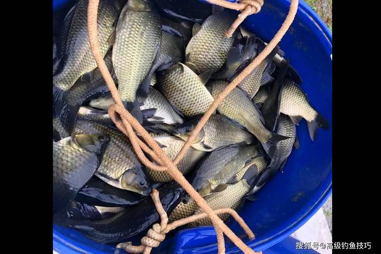 競技釣魚比賽4.0主線釣鯽魚分析_4.0主線釣半斤鯽魚合適嗎_2.0主線適合釣多大魚
