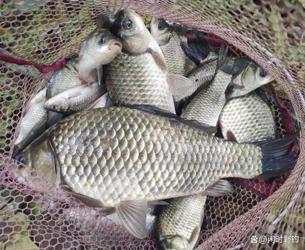 4.0主線釣半斤鯽魚合適嗎_2.0主線適合釣多大魚_競技釣魚比賽4.0主線釣鯽魚分析