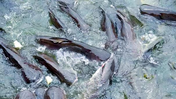 鯰魚食腐習性解析_鯰魚真的臟嗎_鲇魚 鯰魚