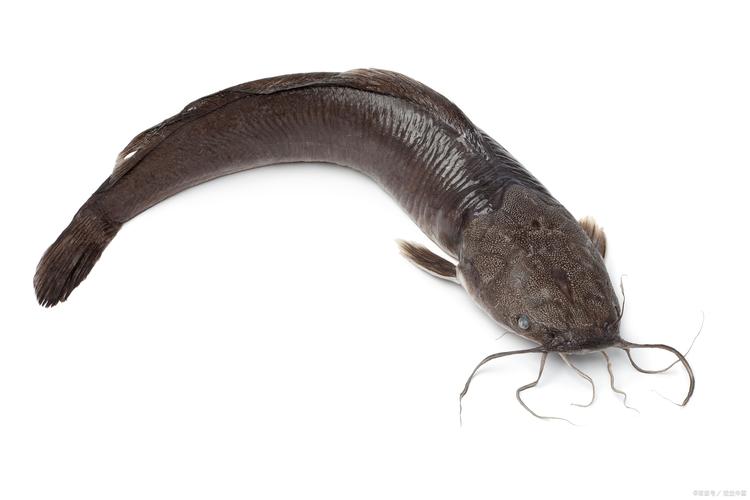 鯰魚食腐習性解析_鯰魚真的臟嗎_鲇魚 鯰魚