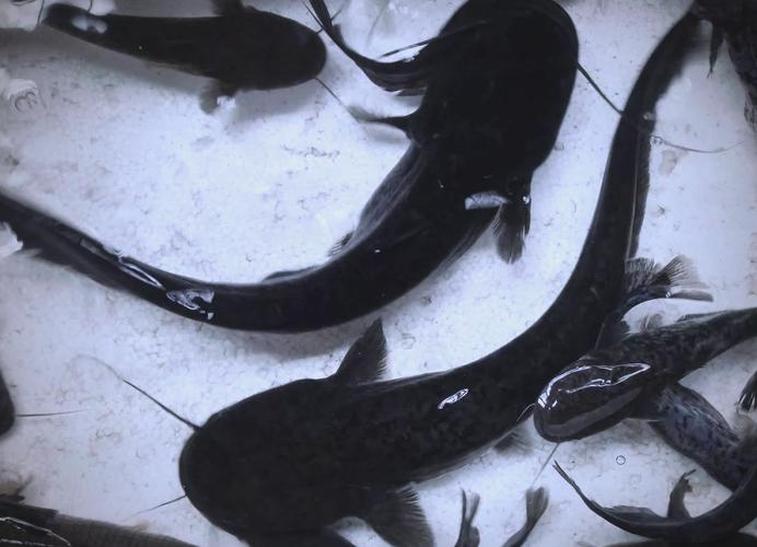 鯰魚真的臟嗎_鲇魚 鯰魚_鯰魚食腐習性解析
