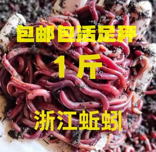 2026野釣蚯蚓釣魚視頻_蚯蚓釣鯉魚效果論述_鯉魚攝食習性