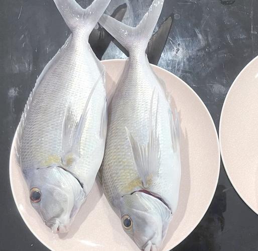 悉尼海釣攻略_悉尼海釣好去處_澳洲釣魚入門