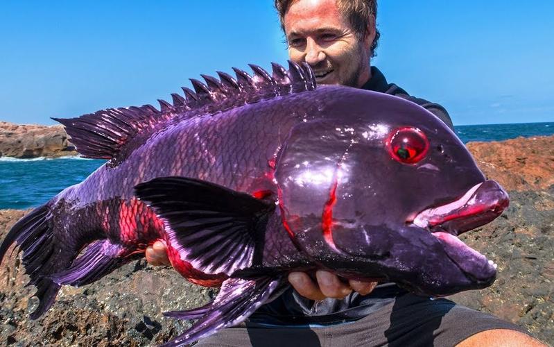 魔鬼魚體驗_澳洲釣魚攻略_澳洲釣魚入門