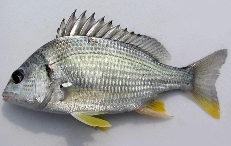 澳洲釣魚入門_魔鬼魚體驗_澳洲釣魚攻略