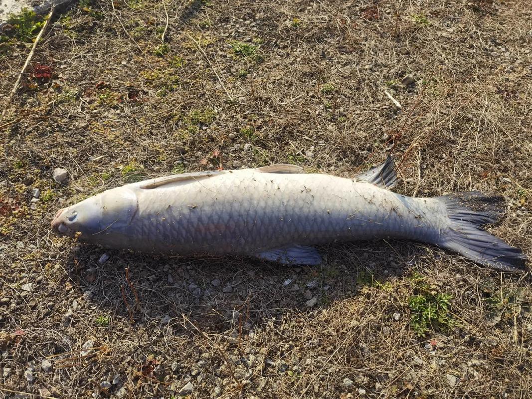 青魚生物學特征_青魚外形特征_青魚是什么魚