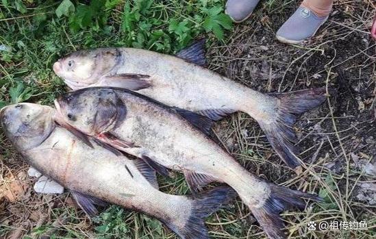 釣鰱魚視頻_釣鰱鳙技巧_減少錨魚方法
