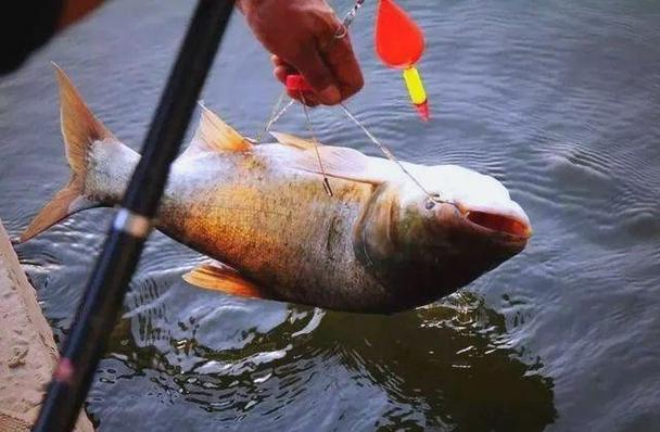 減少錨魚方法_釣鰱鳙技巧_釣鰱魚視頻
