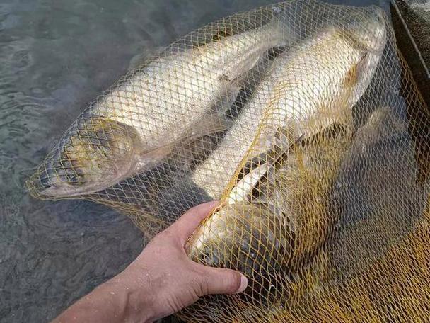 釣鰱魚視頻_手竿釣鰱鳙技巧_釣鰱鳙浮漂選擇