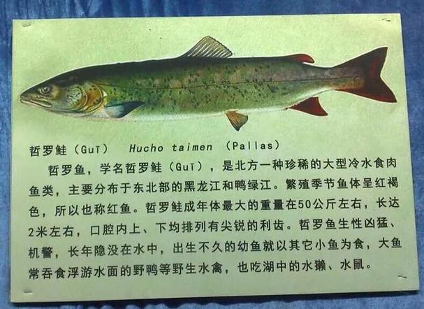 喀納斯湖大紅魚_喀納斯湖巨型哲羅鮭_喀納斯湖大紅魚
