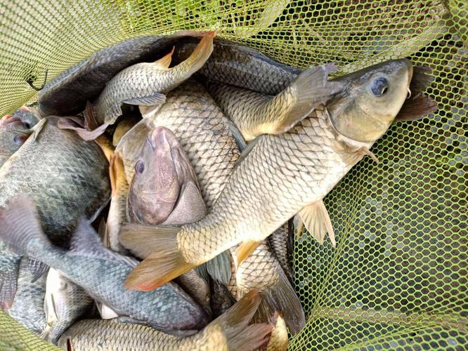 釣魚妙法360例_選對釣魚地點用好魚餌掌握提竿時機_釣魚技巧
