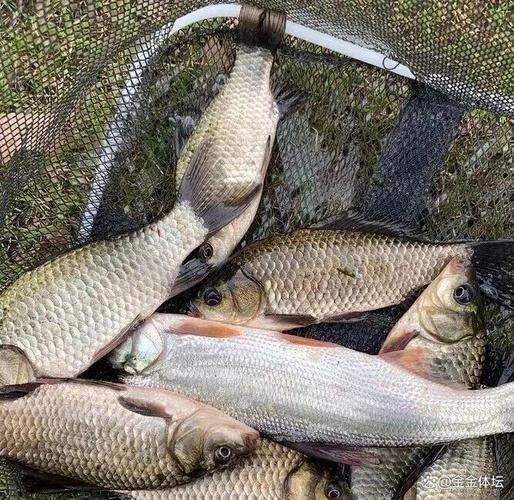 選對釣魚地點用好魚餌掌握提竿時機_釣魚妙法360例_釣魚技巧