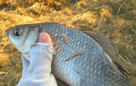 冬天釣魚天氣選擇_北方冬天釣魚技巧_冬季釣魚釣位選擇技巧