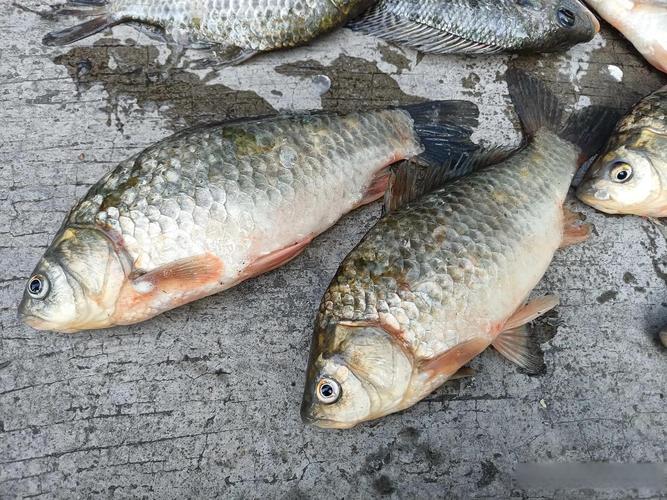冬季釣魚釣位選擇技巧_北方冬天釣魚技巧_冬天釣魚天氣選擇