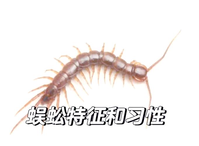 蜈蚣吃什么食物_蜈蚣如何捕食小白鼠_大蜈蚣吃老鼠