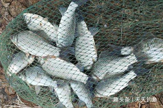 蜈蚣餌料配方比例表_夏季釣魚商品餌料配方大全 鯽魚餌料配方 鯉魚餌料配方
