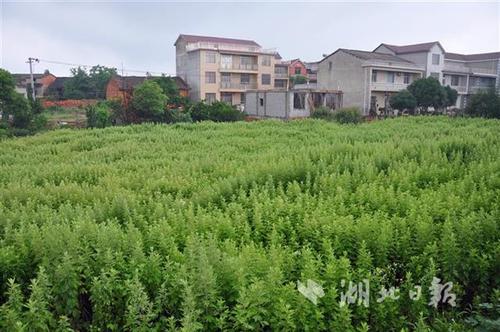 蘄州論壇圖片_蘄州在線論壇_蘄州論壇