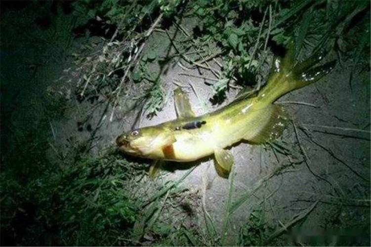 釣昂刺魚視頻_昂刺魚怎么釣_釣昂刺魚用什么釣