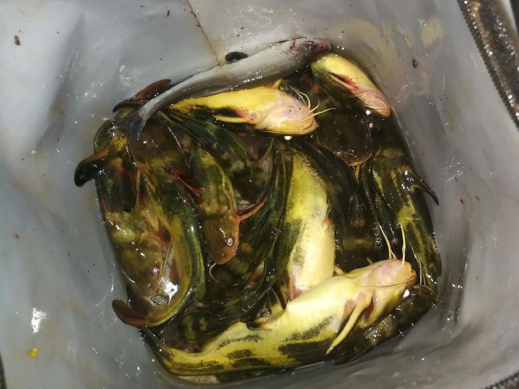 釣昂刺魚視頻_昂刺魚怎么釣_釣昂刺魚用什么釣