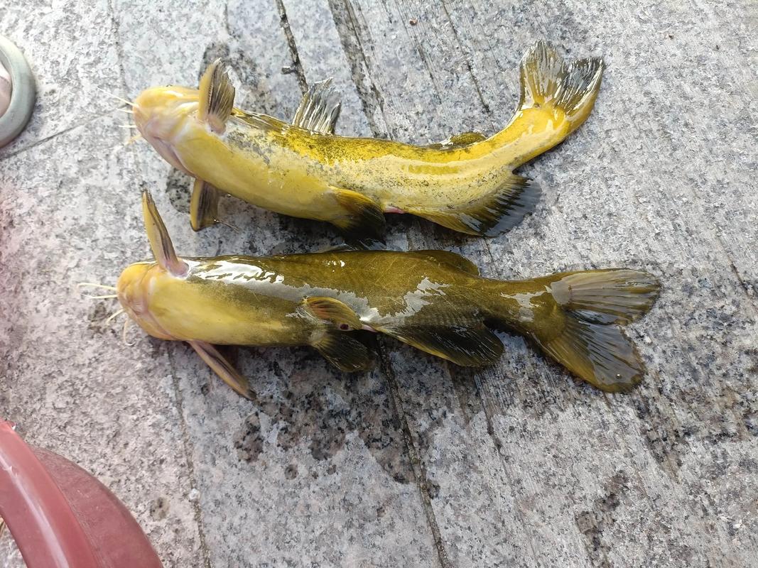 釣昂刺魚視頻_昂刺魚怎么釣_釣昂刺魚用什么釣