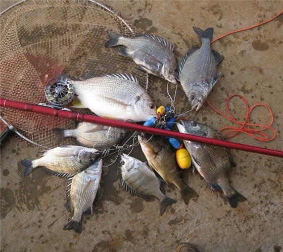 前打釣法_前打釣法視頻_前打釣魚