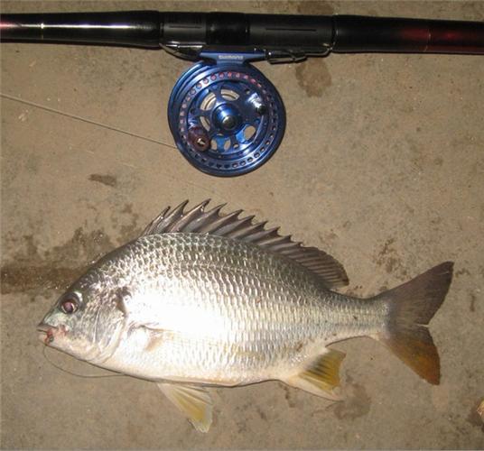 前打釣魚_前打釣法視頻_前打釣法