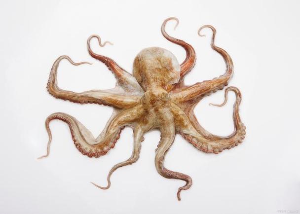 活章魚_章魚生活習性_章魚特殊能力
