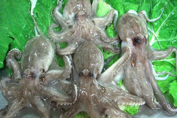 章魚特殊能力_章魚生活習性_活章魚