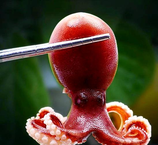 章魚特殊能力_章魚生活習性_活章魚