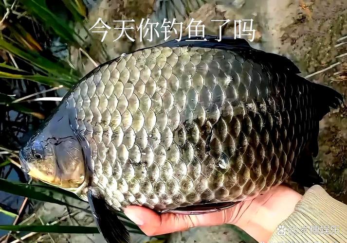 找淺活淡_梅雨天釣魚技巧_雨天釣魚需要注意什么