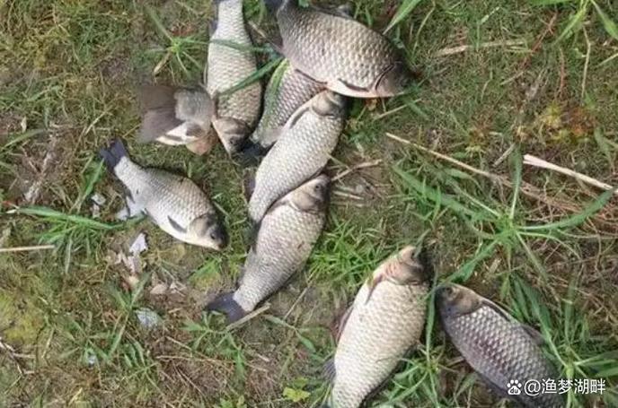 雨天釣魚需要注意什么_雨天野釣技巧_雨天釣魚選位攻略