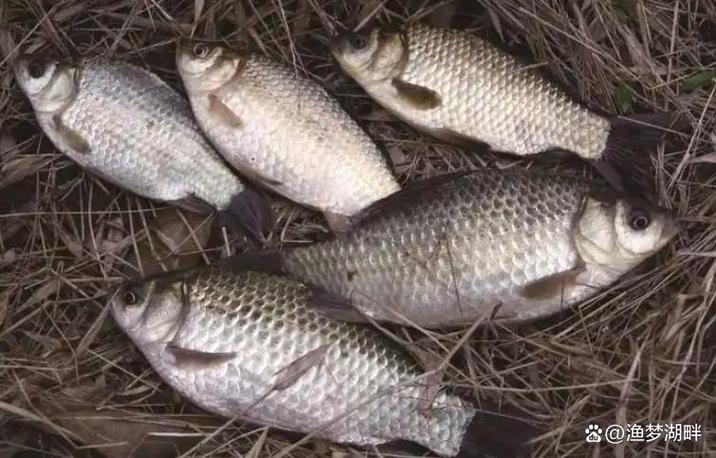 雨天野釣技巧_雨天釣魚需要注意什么_雨天釣魚選位攻略
