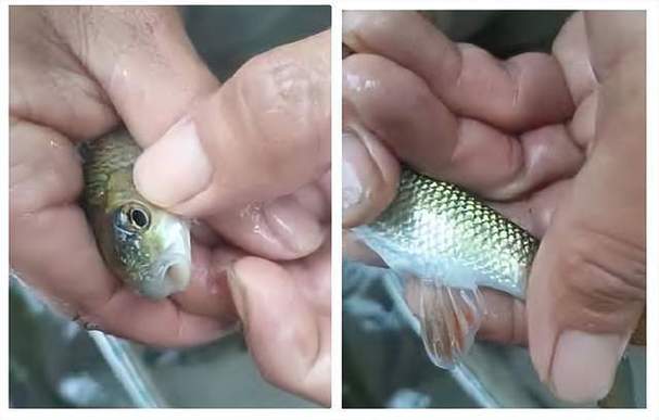 多鱗白甲魚繁殖方法_多鱗白甲魚人工繁育技術_多鱗白甲魚