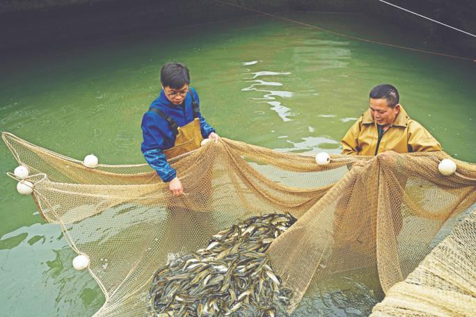 多鱗白甲魚_多鱗白甲魚人工繁育技術_多鱗白甲魚繁殖方法