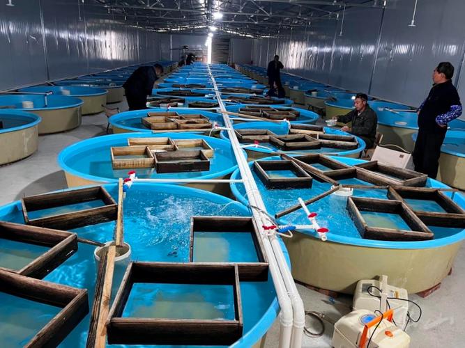 多鱗白甲魚_多鱗白甲魚繁殖方法_多鱗白甲魚人工繁育技術