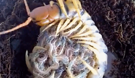 蜈蚣吃什么食物_蜈蚣飼料種類_蜈蚣餌料配方視頻大全