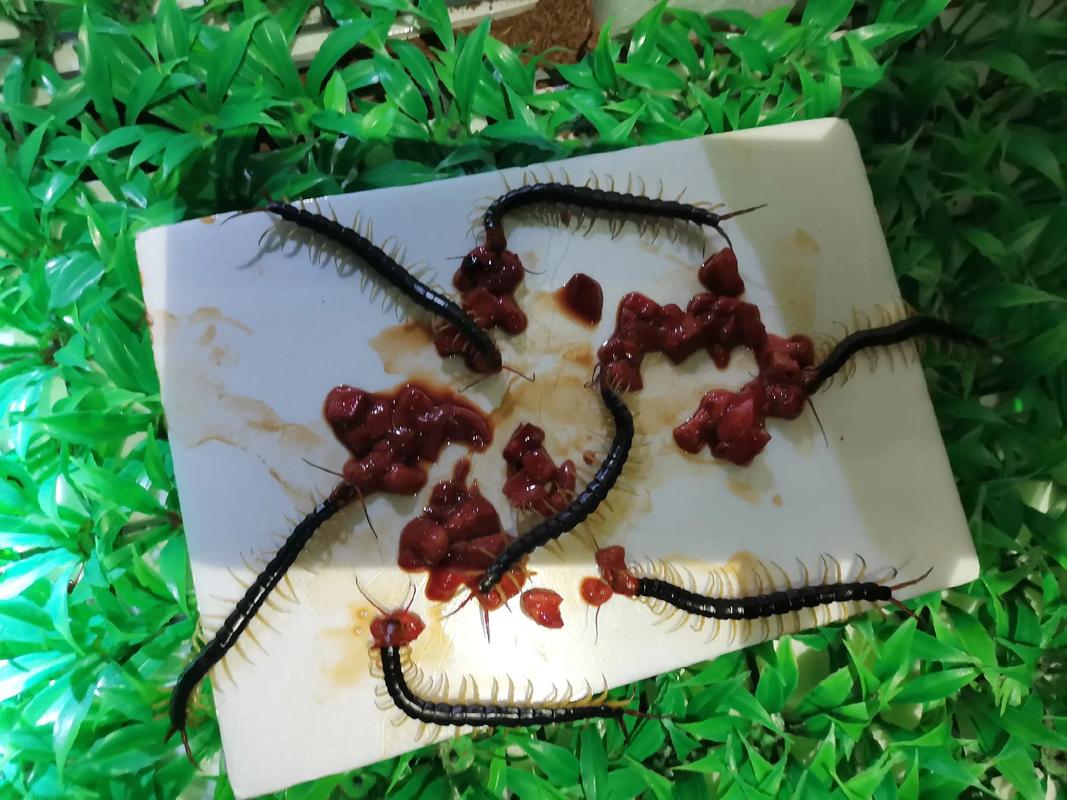 蜈蚣吃什么食物_蜈蚣飼料種類_蜈蚣餌料配方視頻大全